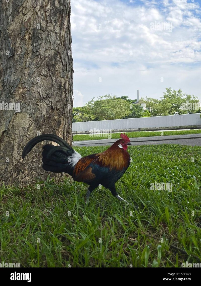 Conoce el Exclusivo Juego de Azar de Chicken Road en España in Spain